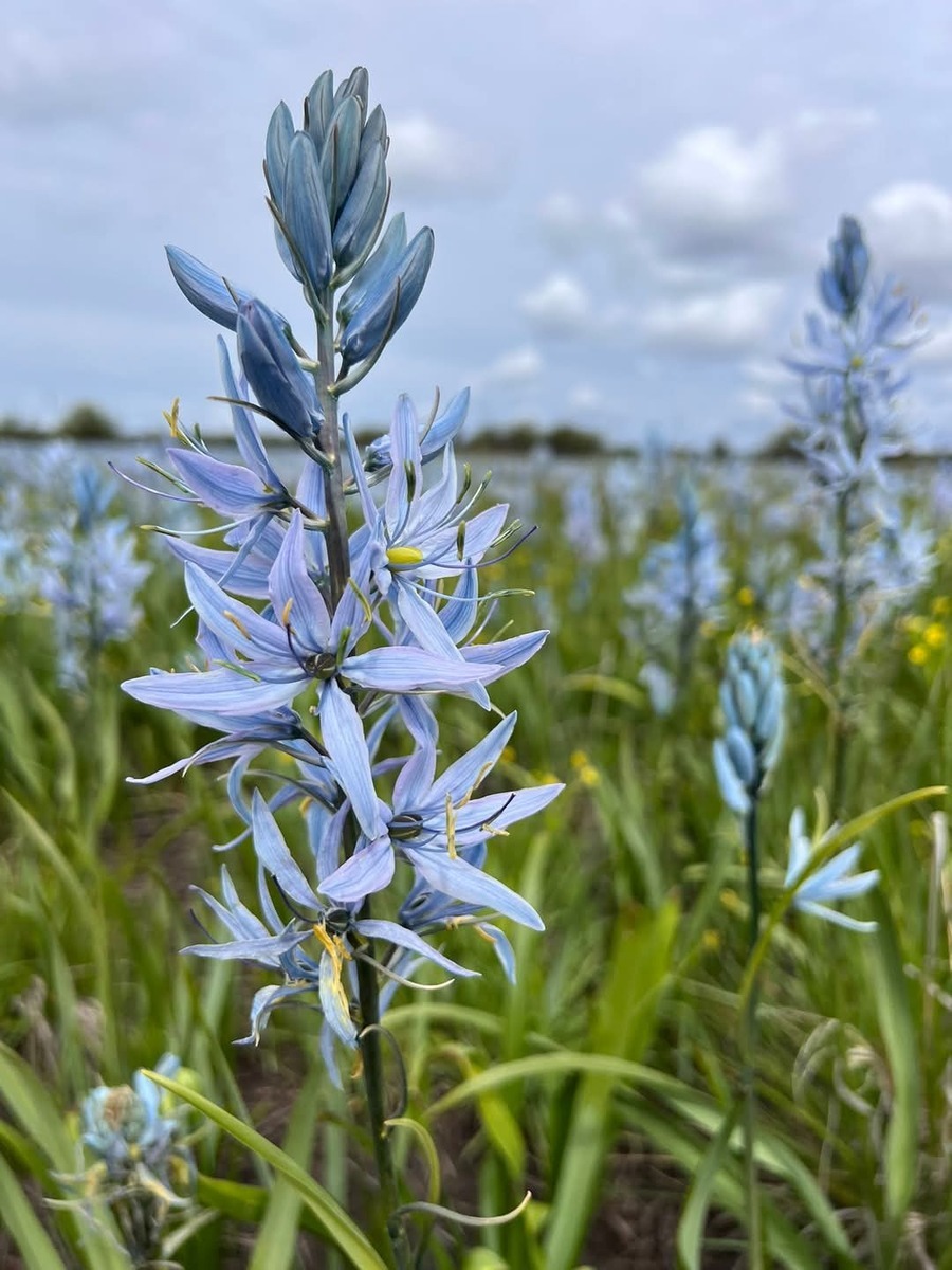 Wild Camas RV Park